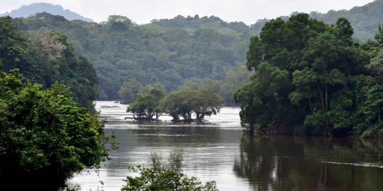 Forêt équatoriale, Gabon. © D.R