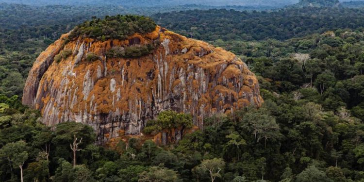 La France s’intéresse à la protection des Forêts du Bassin du Congo.  © D.R.