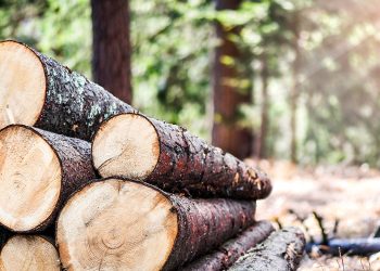 Environnement | La transformation industrielle durable du bois au Gabon en marche . @ DR.
