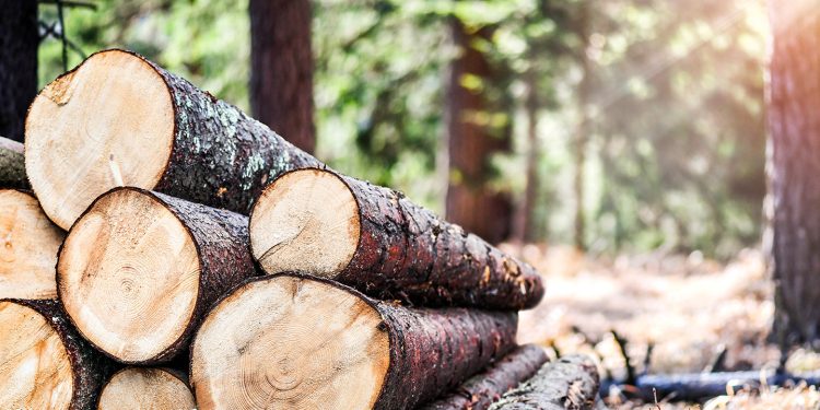 Environnement | La transformation industrielle durable du bois au Gabon en marche . @ DR.